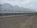 Tunnel agricole à bas prix multipan Greenhouse en plastique