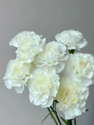 Polar rout single carnation