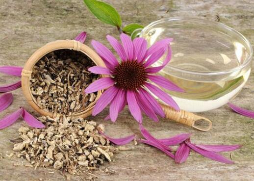 Echinacea Purpurea P