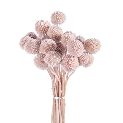 Wholesale Preserved Craspedia Golden Balls for DIY Flower Arrangements