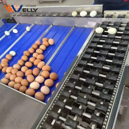 Egg Classifier Machine for Chicken Farms: Feedback-Focused Fish Egg and Duck Egg Grading & Sorting by Weight