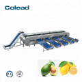 Cherry Tomato Apple Pear Orange sorting machine