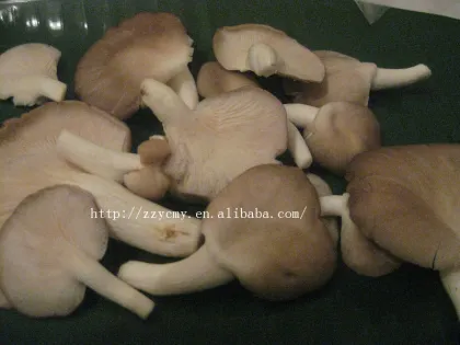 abalone mushroom can size