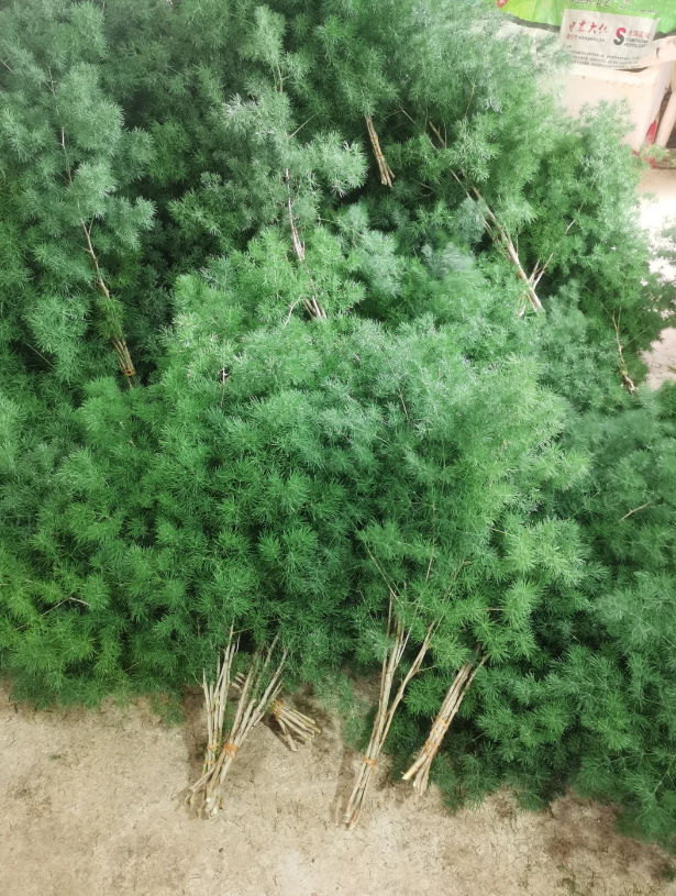 ​​Asparagus retrofractus​​