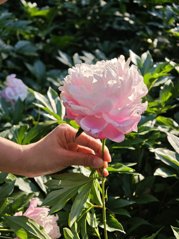 Light Pink Wanxia Peony