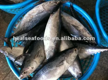 Frozen Bonito Tuna Fish