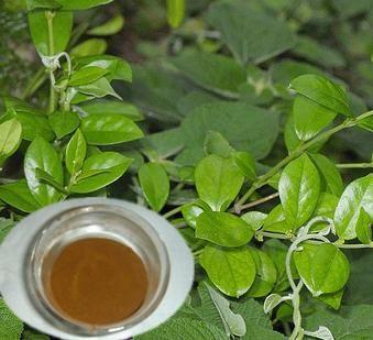 High quality Chinese Gymnemic extract /Gymnema sylvestre extract