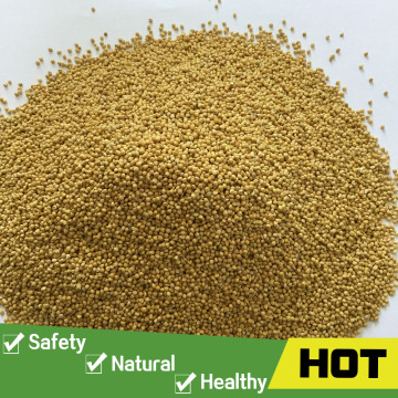 2016 good quality yellow millet importers