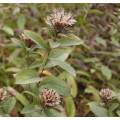 Chinese Atractylodes Lancea Root Extract