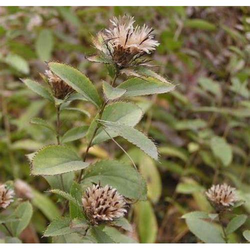 Chinese Atractylodes Lancea Root Extract