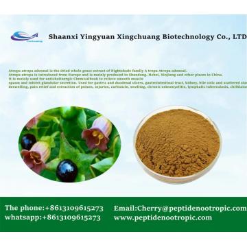 Supply Atropa Belladonna Extract Hyoscyamine 1% Powder