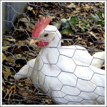 Chicken Mesh