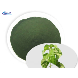 Plant Extract Pure Chlorophyll Powder