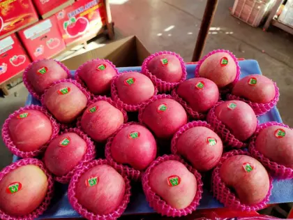 Good Quality Paper Bagged Fu Ji