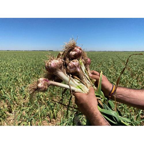 Großhandelspreis für guten frischen Knoblauch