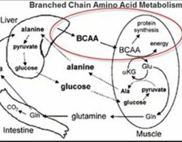 Branched Chain Amino Acids Powder