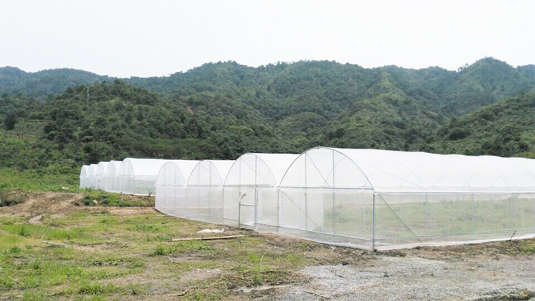 Insect-Proof Net for Greenhouse