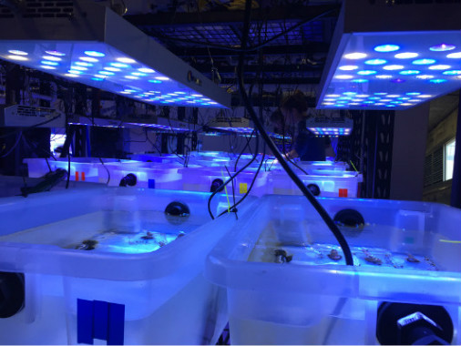 High Quality LED Light for Aquarium