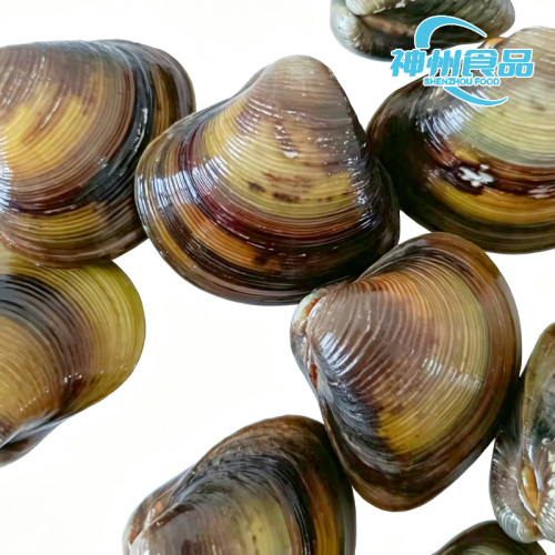 Vongole di fiume raccolte in modo sostenibile in depurazione naturale