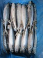 Zamrożone Pacific Mackerel na sprzedaż w dostosowywaniu 8-10 sztuk / kg