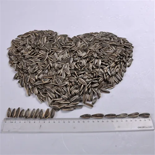 High quality sunflower seeds