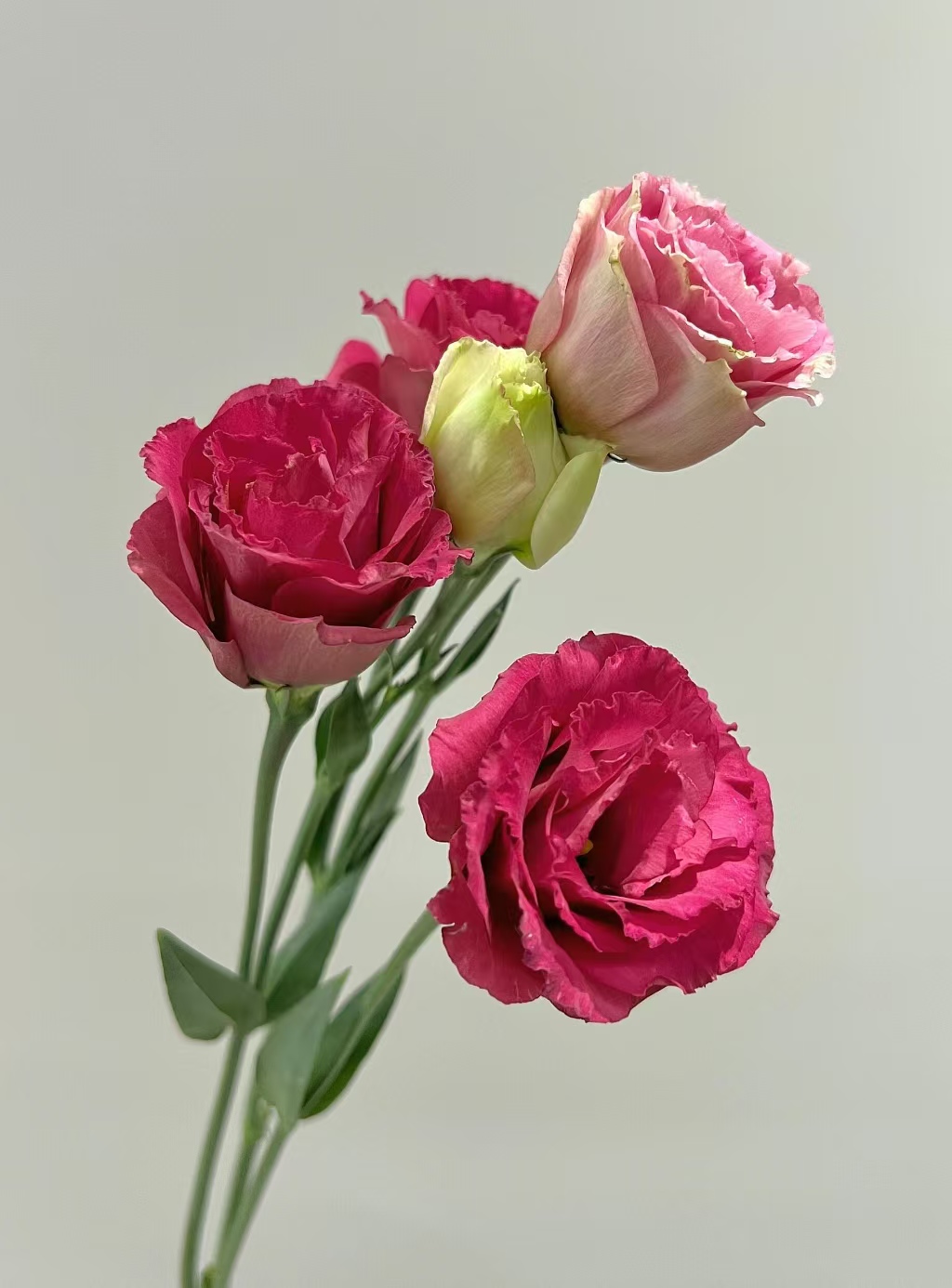 Wine-red Lisianthus