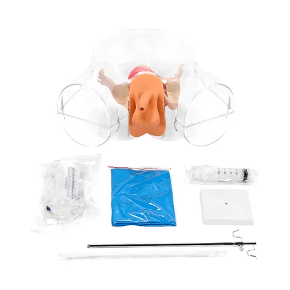 Male Urethral Catheterization Training Simulator: Transparent Model
