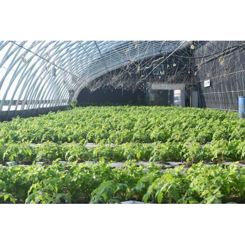 China solar greenhouse design Manufactory