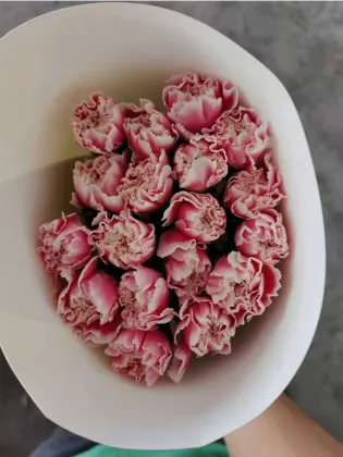 Smile Carnation single headed