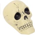 Halloween Plastic Skull toys