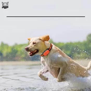 MOFESIPI 4G Dog Collar GPS Tracker for Outdoor Pet Containment