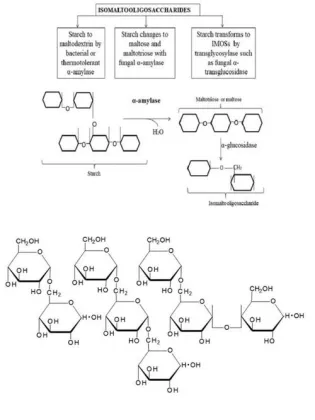 Prebiotics IMO for Regulating Intestinal Flora