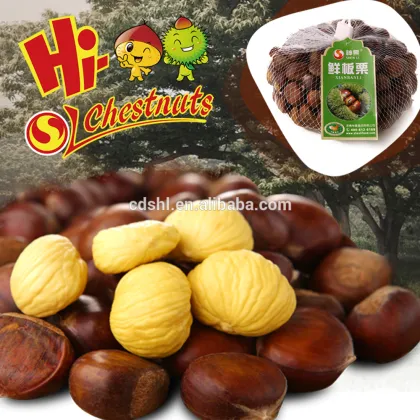 Wholesale Chestnut Fresh Chinese chestnut