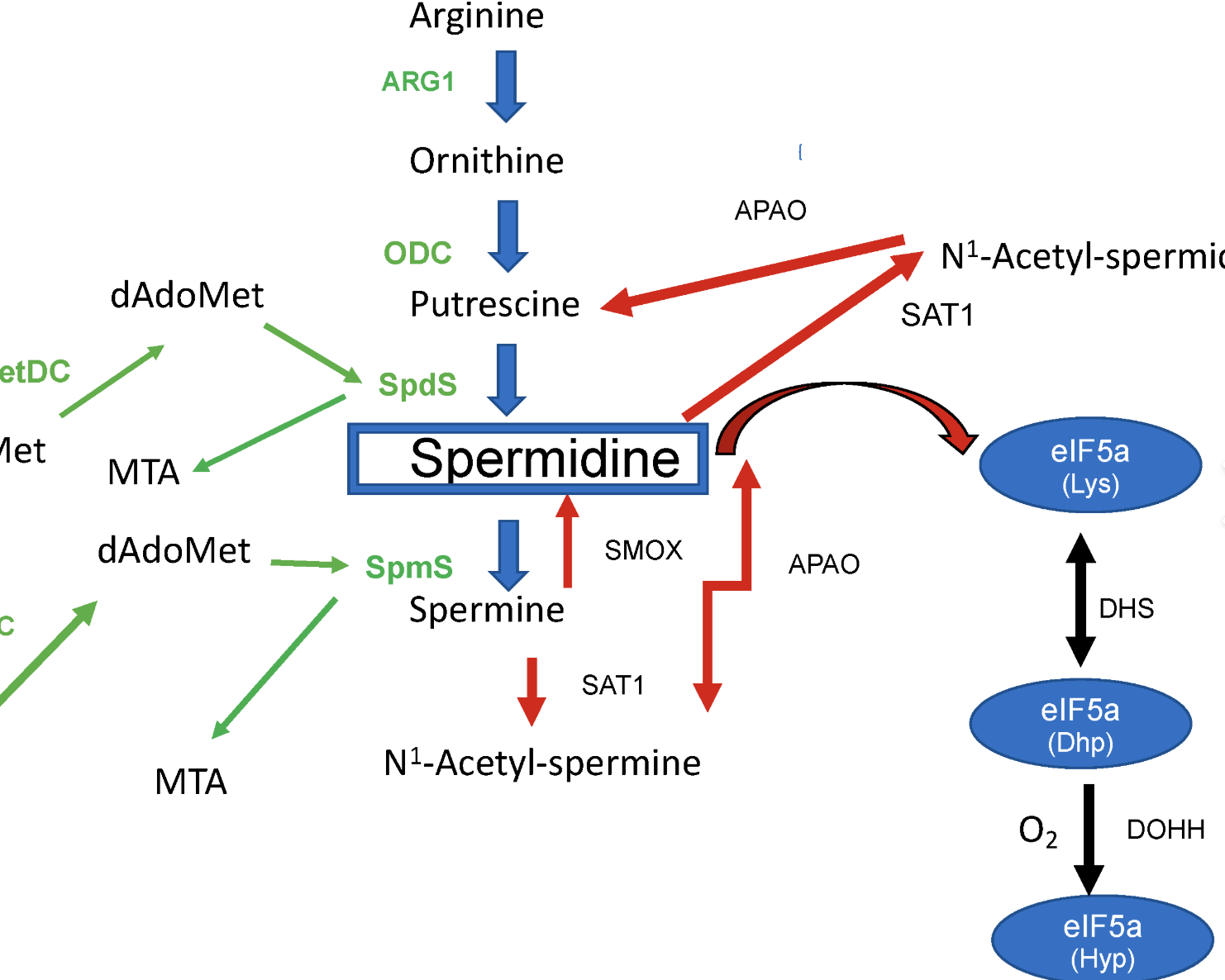 Spermidine for Dietary Supplements
