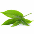 Huile aromatisée longue durée au thé vert