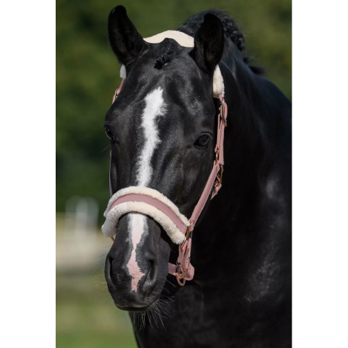 Halter de cavalo de colarinho macio e acolchoado macio acolchoado