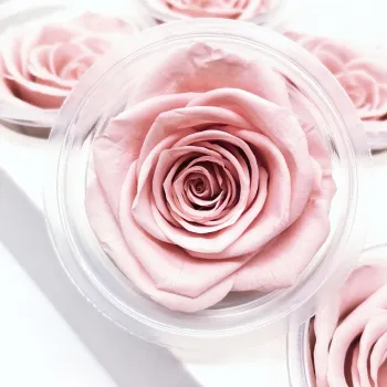 Eternal Rose Flowers - 6 PCS 5-6 cm Big Grade AA Natural Immortal Preserved Roses for DIY Bouquets