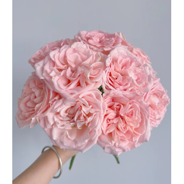 সুগন্ধি প্যাগোডা গোলাপ পাইকারি