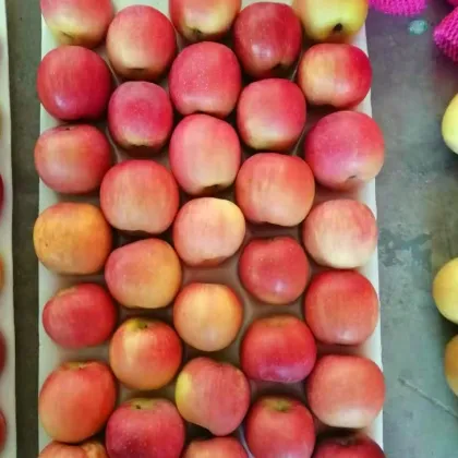 fresh delicious high quality honey fuji apples