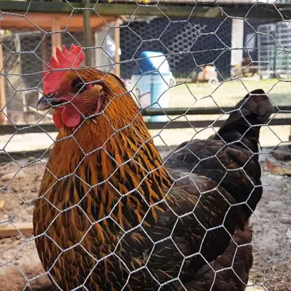 Chicken Hexagonal Wire Netting Wire Mesh
