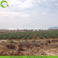 New Arrival Sweet Dry Eu Standard Goji Berry