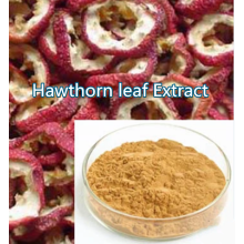 Buy online active ingredients Hawthorn leaf Extract powder