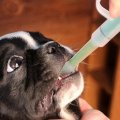 Pet Medicine Feeder Cat Dog Puppy Pill Dispenser