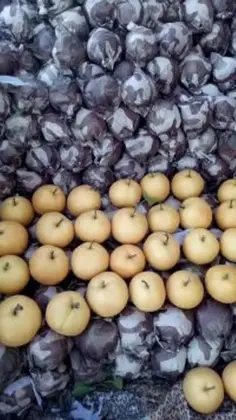 2018 Fresh Fengshui pear