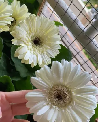 Standard chrysanthemum Snoopy Gerbera