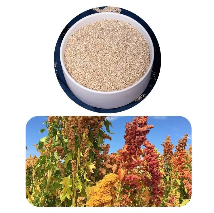 white Quinoa