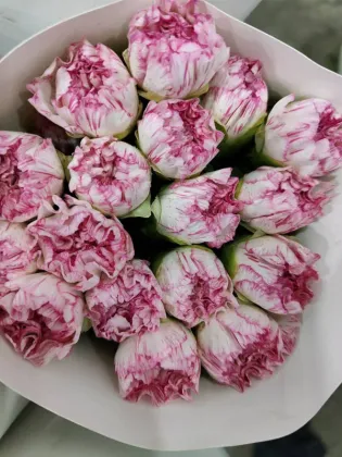 Happy hour single-headed carnation