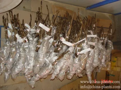 peony bulbs herbaceous peony plants roots from nursery