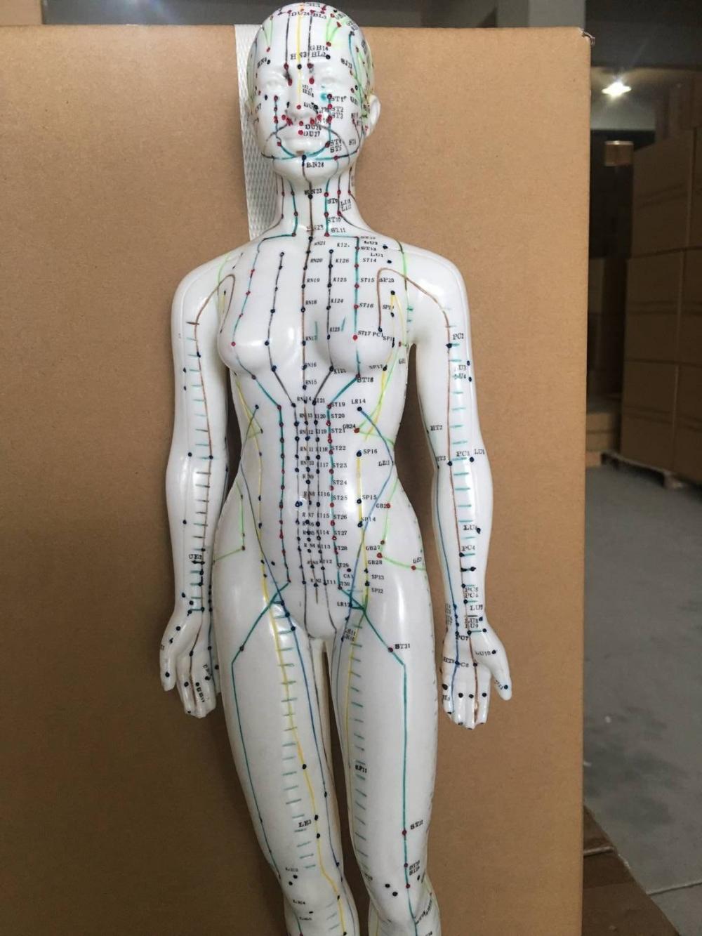 FEMALE ACUPUNCTURE MODEL