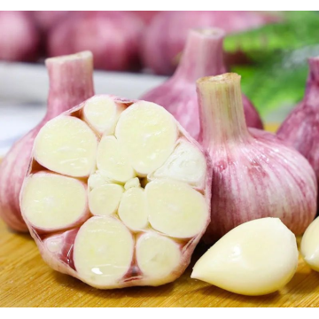 NEUE SAISON BESTER FRISCHER KNOBLAUCH